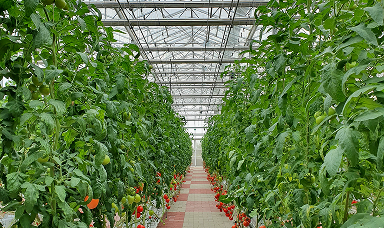 Greenhouse